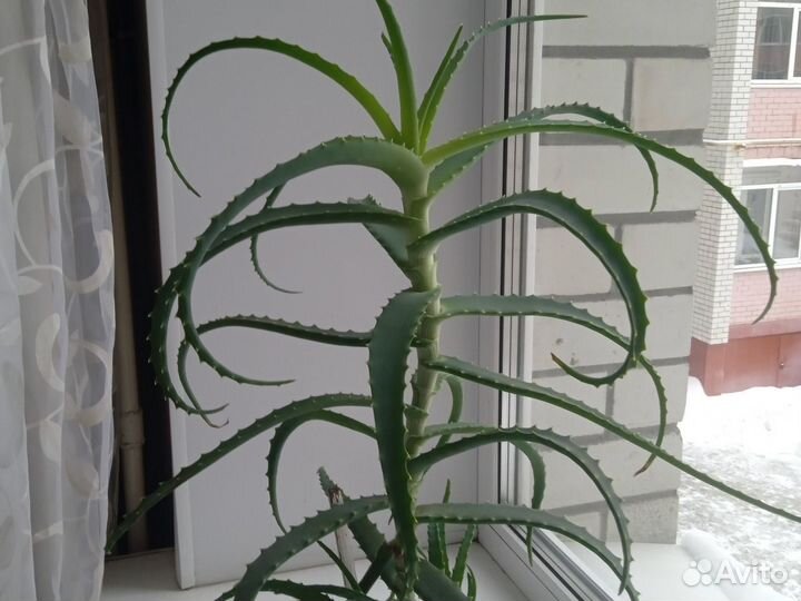 Взрослое растение Алоэ