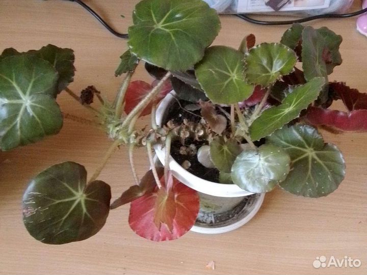 Комнатные цветы