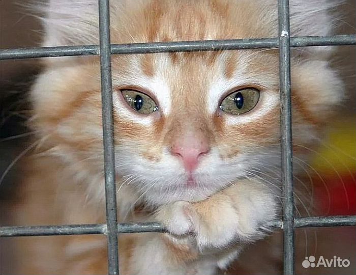 Отлов кошек и котят