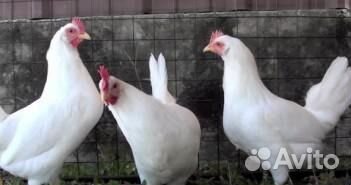 Цыпы белого леггорна 3х дневные, месячные и выше