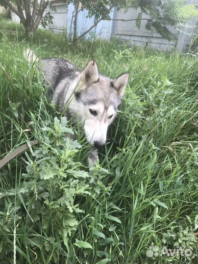 Хаски девочка