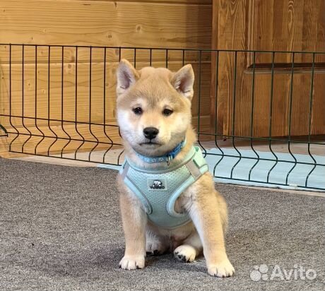 Мальчишки. Сиба ину