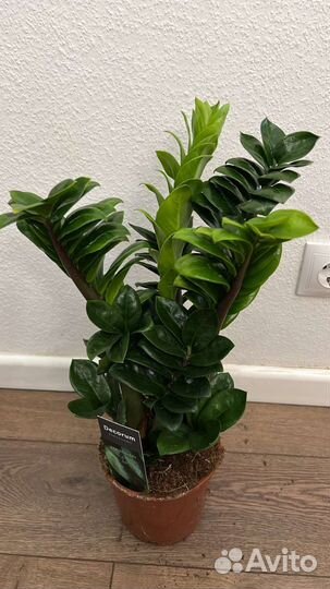 Комнатные растения цветы