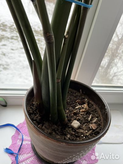 Замиокулькас молодой