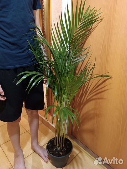 Пальма Арека/Дипсис 120. Супер размер