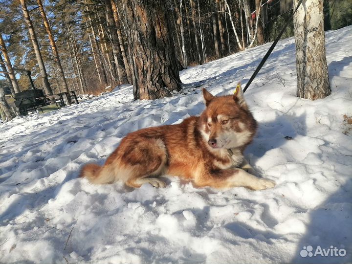 Хаски - рыжий