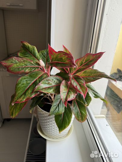 Аглаонема ред