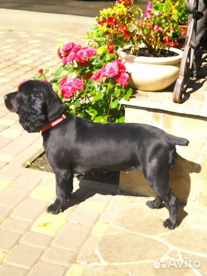 Спаниель щенки