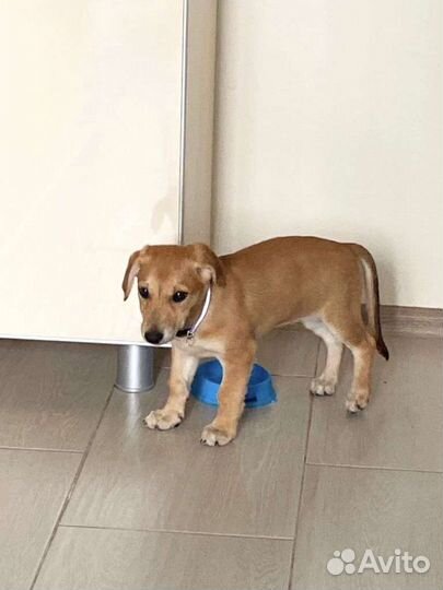 Щенок от небольшой собачки