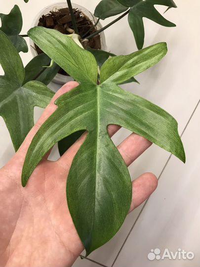 Филодендрон флорида бьюти альба