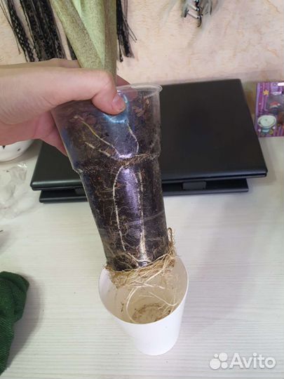 Алоказия Лоу Райдер