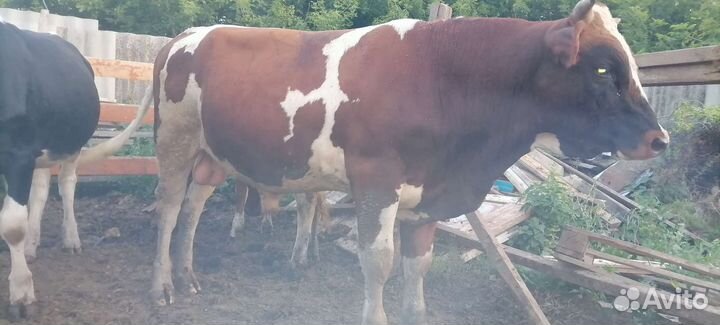 Быки и Телки