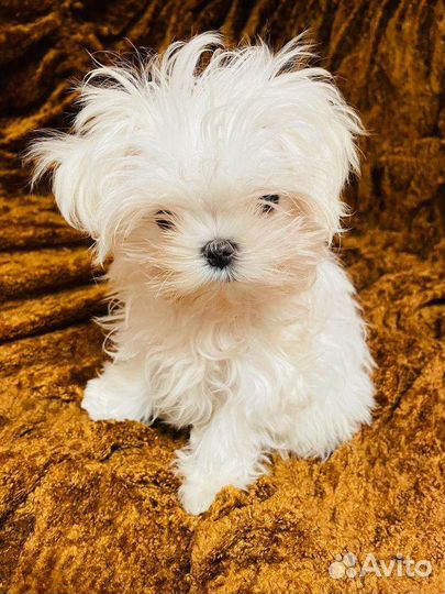 Микро мальчик мальтезе. Мальтийская болонка щенки