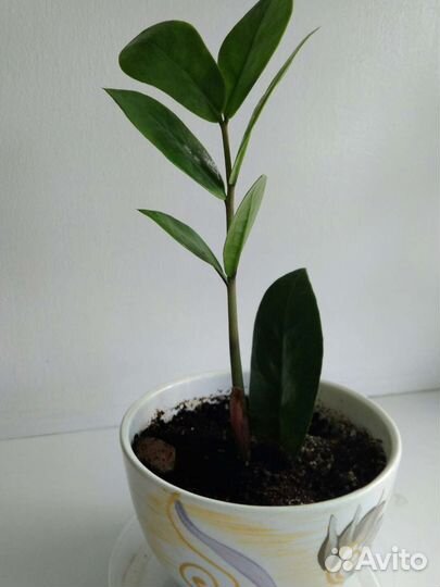 Замиокулькас