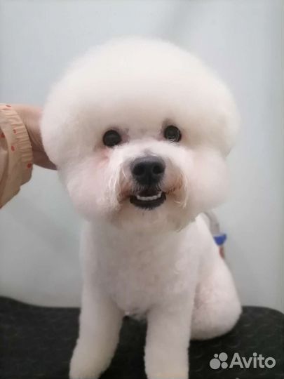 Стрижка собак