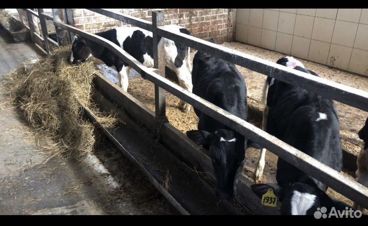 Бычки холмогорские. Телята