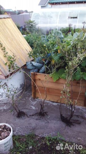 Крыжовник черный