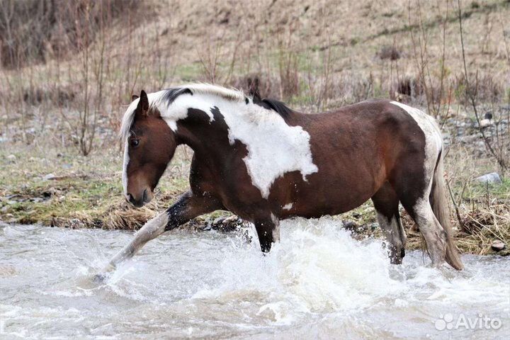 Продам кобылу и жеребчика 7 месяцев