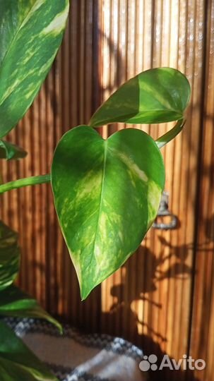 Эпипремнум золотистый