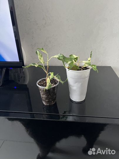 Фикус Альбомаргината, фикус Керли