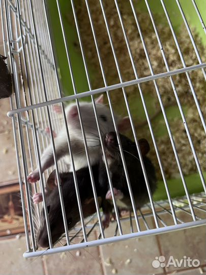 Декоративная крыса