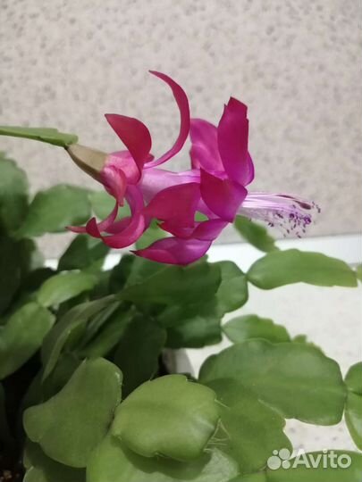 Декабрист малиновый