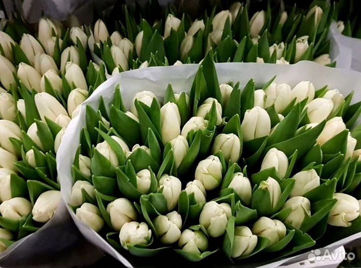 Тюльпаны опт