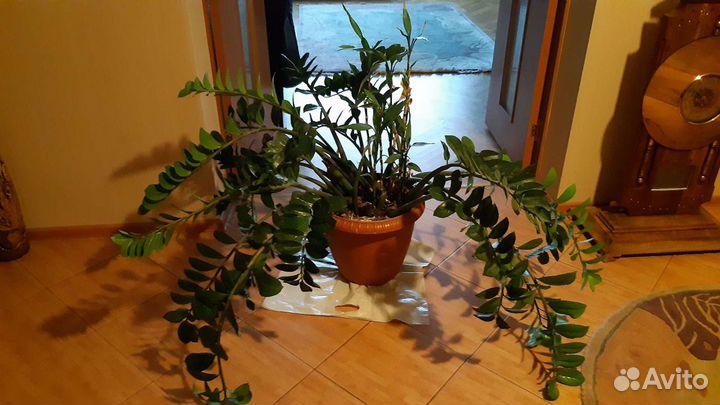 Замиокулькас шикарный