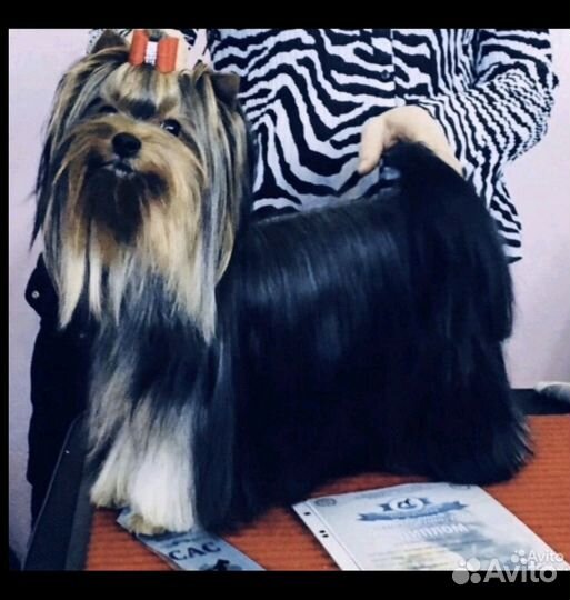 Йоркширский терьер