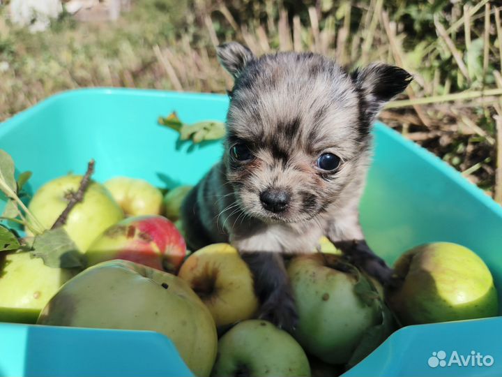 Крошечка mini