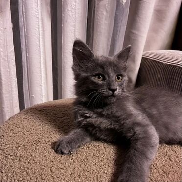 Британский длинношёрстный котёнок