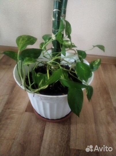 Диффенбахия и сциндапсус в одном горшке