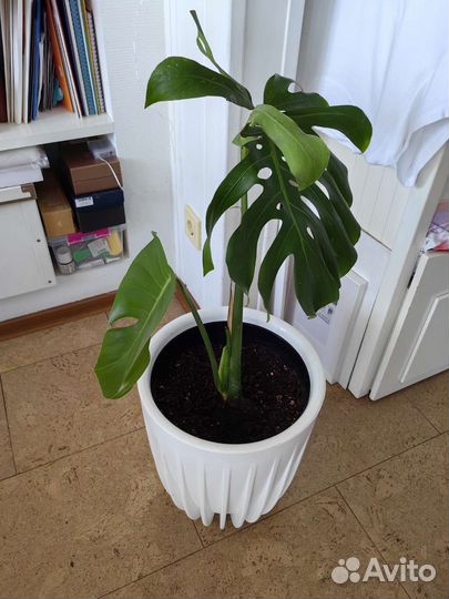 Монстера, комнатное растение