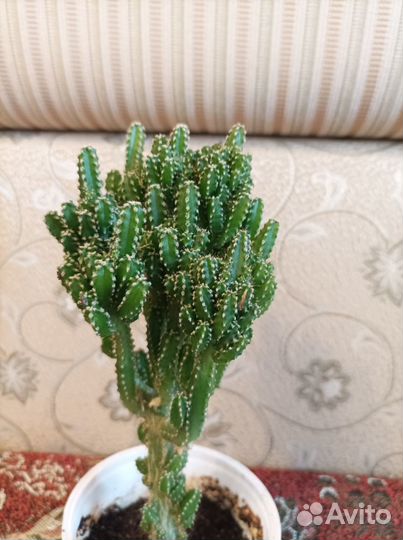 Кактус Цереус Перуанский Монстрозный