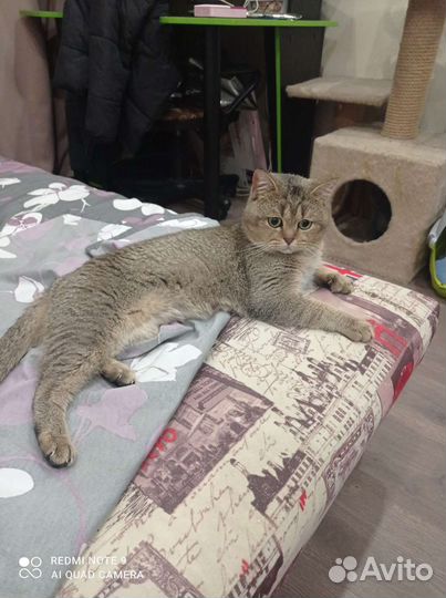 Шотландский кот золотая шиншилла