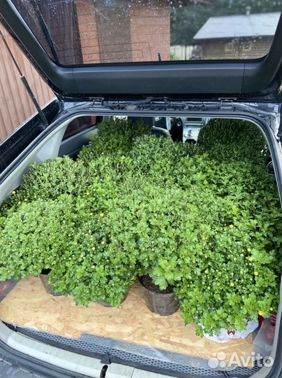 Хризантемы мультифлора