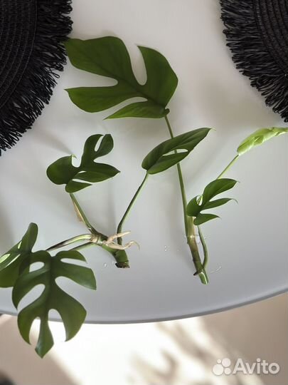 Черенки монстера манки маск, рафидофора