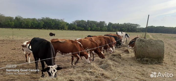 Коровы телки телята