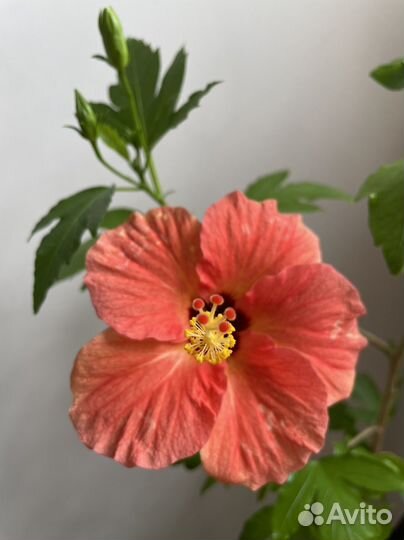 Гибискус Sunchine Orange