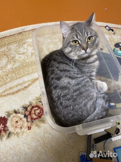 Шотландский кот вязка