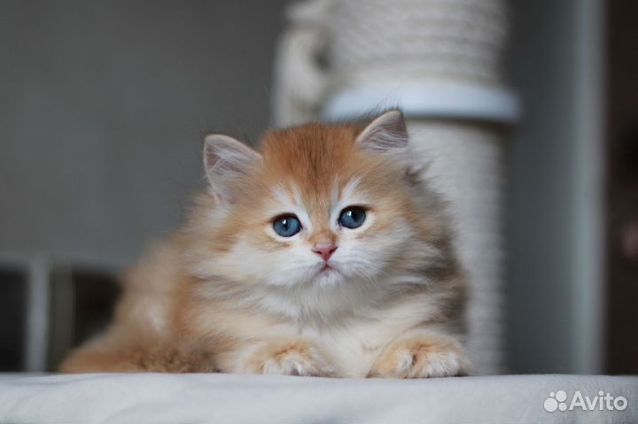 Британская золотая шоколадная шиншилла