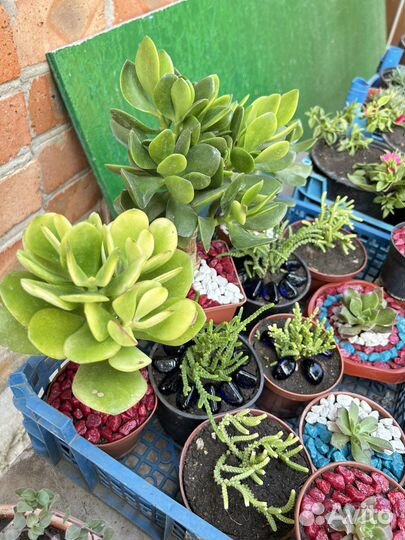 Суккуленты, флорариум