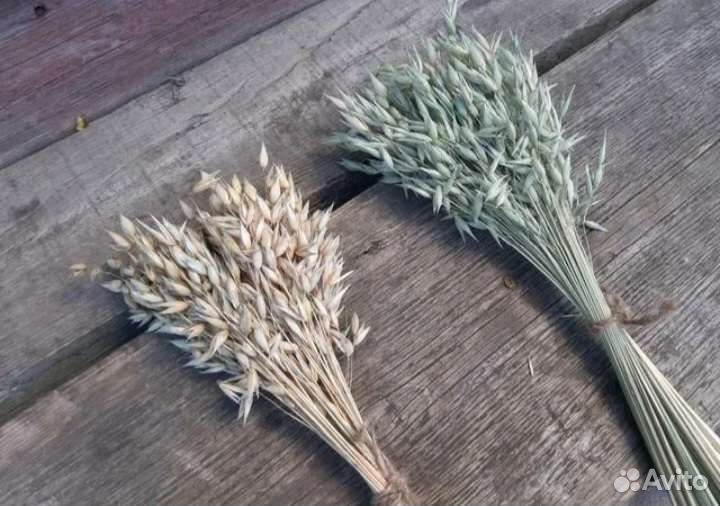 Пшеница овес сухоцвет декор букет цветы