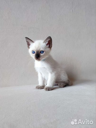 Тайские котята (сиамские старого типа)