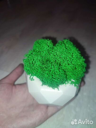 Декоративное кашпо со мхом