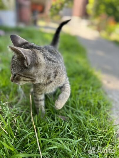 Кошечка ищет новых хозяев с добрым сердцем