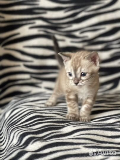 Бенгальский котенок угольный минк