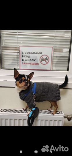 Вязка чихуахуа кобель