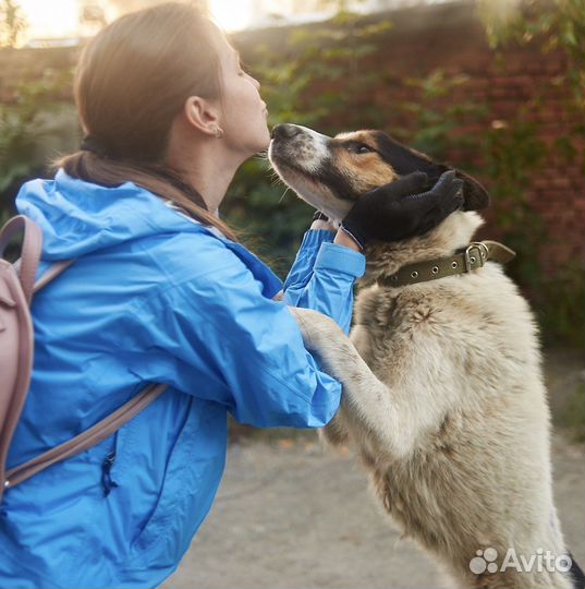 Собака в добрые руки