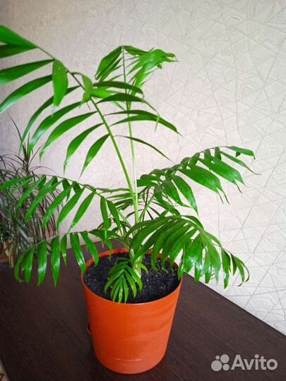 Пальма хамедорея